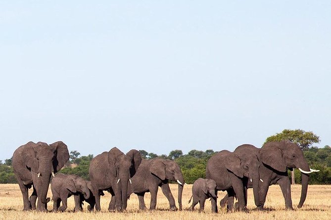 Day Trip Tarangire - Wildlife Highlights
