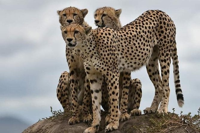 Day Trip Tarangire - Operated by Safari Soles Tours