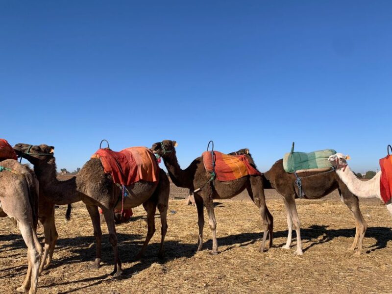 Day Trip & There Valleys With Lunch From Marrakech - Meals Included