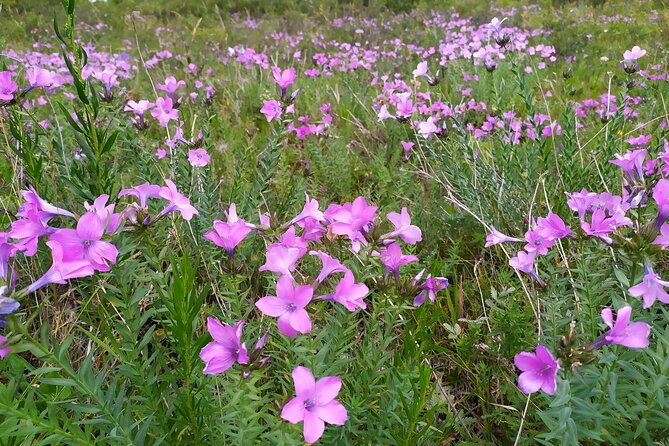 Day Trip to Ala-Archa National Park - Hiking Trails and Activities