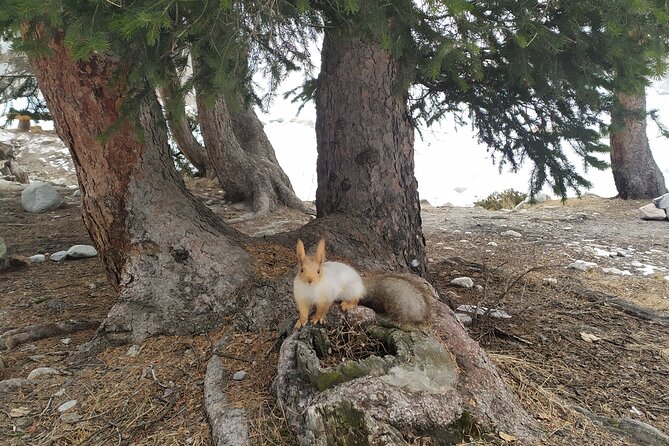Day Trip to Ala-Archa National Park - Logistics and Planning