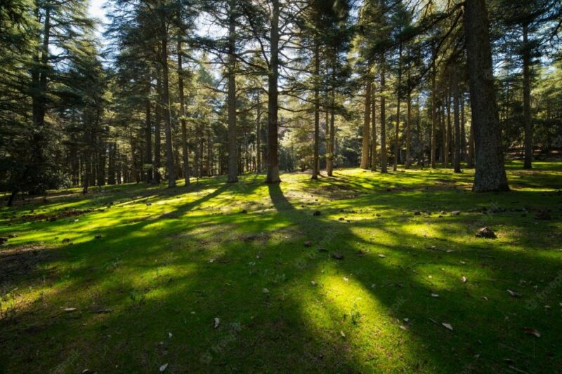 Day Trip to Atlas Mountains Cedars Forest Azrou Ifrane Caves - Departure
