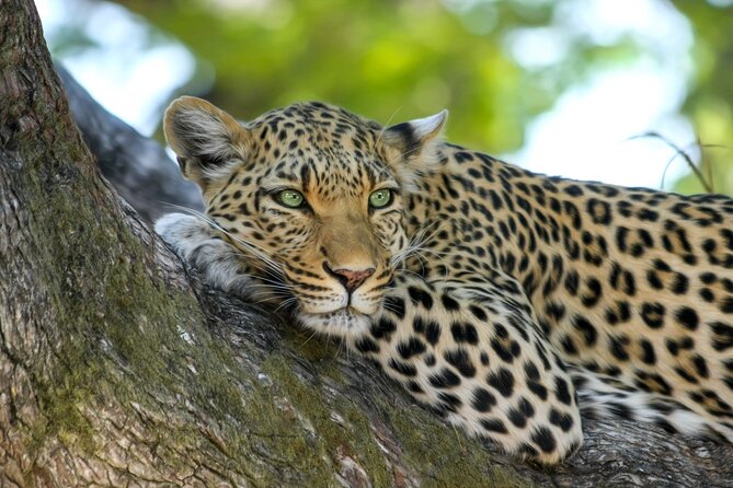 Day Trip to Bandipur National Park & Tiger Reserve - Key Points