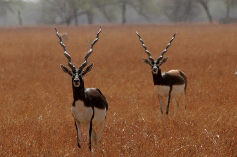 Day Trip to Bishnoi Village From Jodhpur - Sighting Wildlife on the Jeep Safari