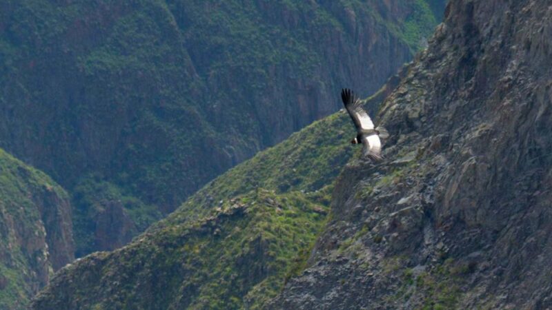 || Day Trip to Chivay and Colca Canyon in Arequipa || - Inclusions and Fees