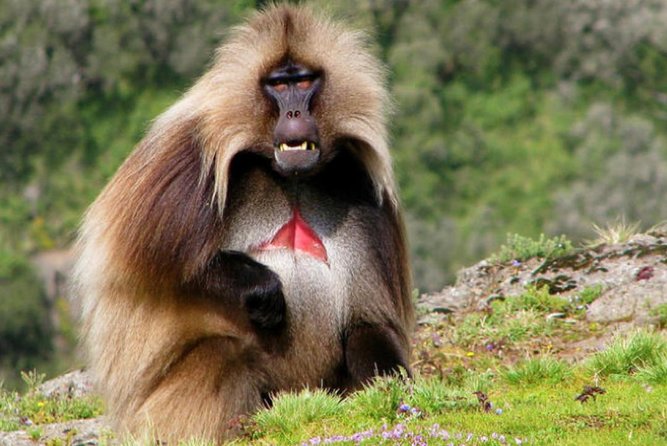DAY TRIP TO Debre Libanos Monastery Cave Church Nature and Wildlife - Cancellation and Refund Policy