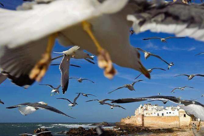 Day Trip to Essaouira the Portuguese Town From Agadir or Taghazout - Learn About Essaouiras Euro-Arab Connections