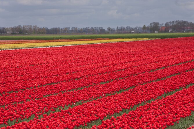Day Trip to Famous Tulip Route in Noordoostpolder From Amsterdam - Meeting Point and Pickup Details