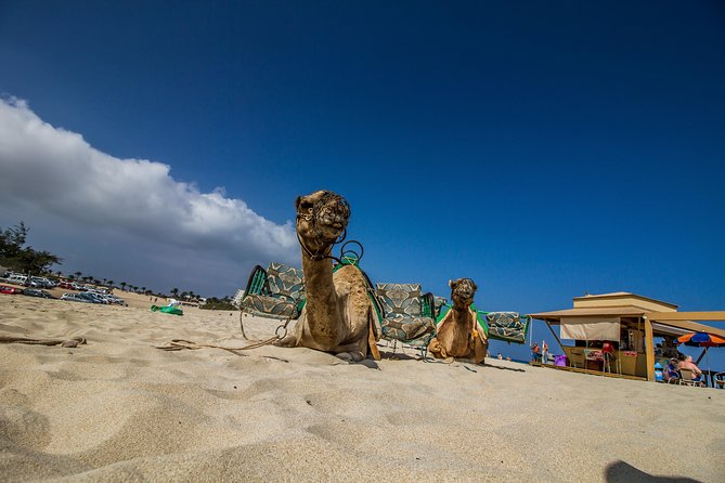 Day Trip to Fuerteventura From Lanzarote - Packing and Preparation