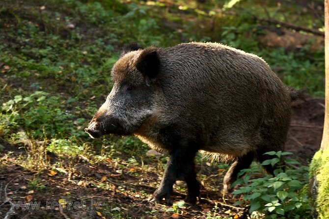 Day Trip to Gauja National Park: Animals, Castles and a Cave - Quick Points