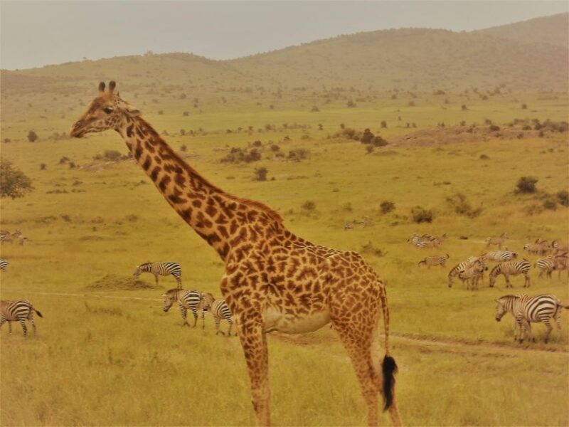 Day Trip to Hells Gate and Lake Naivasha - Inclusions and Fees