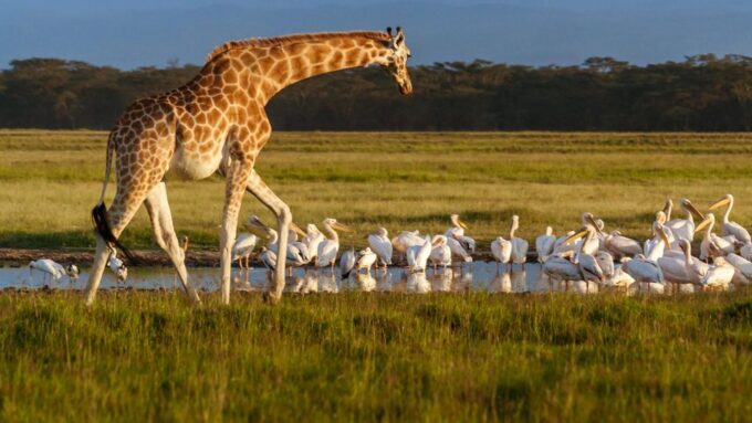 Day Trip to Hells Gate and Lake Naivasha - Pickup and Duration