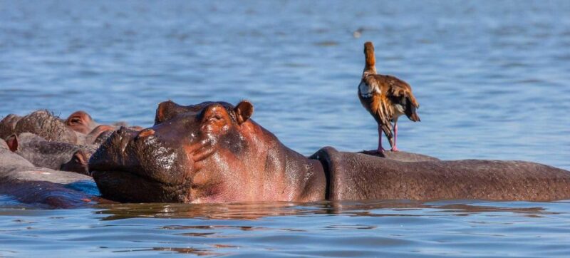 Day Trip to Hells Gate Park and Optional Lake Naivasha - Key Points
