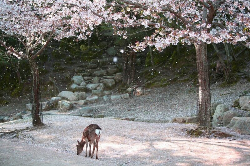 Day Trip to Hiroshima & Miyajima With Itsukushima Shrine - Itinerary and Transportation