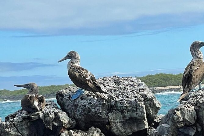 Day Trip to Isabela Island and Tintoreras in Galápagos - Overview of the Tour