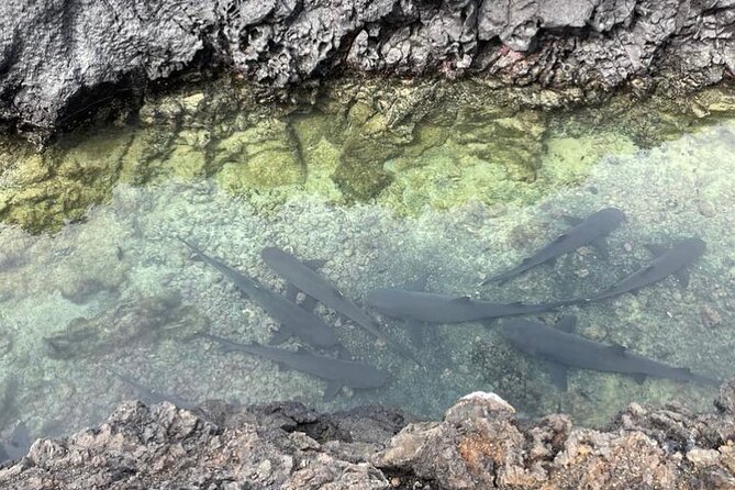 Day Trip to Isabela Island and Tintoreras in Galápagos - Overview of the Tour