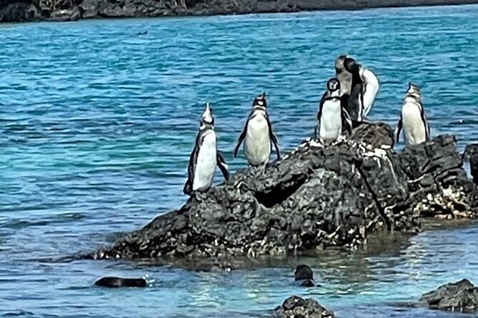 Day Trip to Isabela Island and Tintoreras in Galápagos - Considerations and Precautions