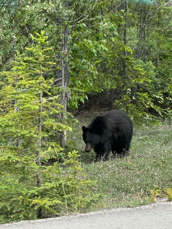 Day Trip to Jasper + Banff with picnic and drinks - The Sum Up: Is This Tour for You?