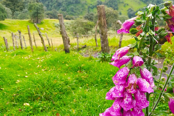 Day Trip to La Chorrera Park—Hiking Experience to Highest Waterfall in Colombia - Traveler Feedback and Reflections