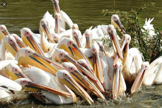 Day Trip To Lake Ziway - Wildlife and Bird-Watching Opportunities