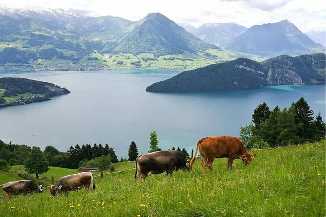 Day Trip to Lucerne and Mt. Rigi With a Local From Zurich - Accessibility and Participation