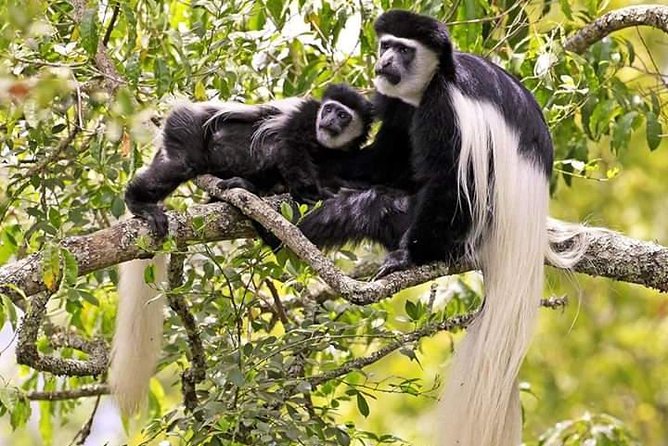 Day Trip To Lupanga Peak - Wildlife Encounters