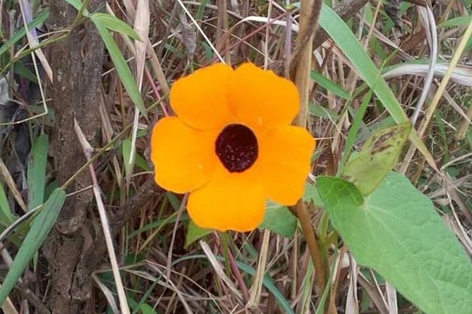 Day Trip To Lupanga Peak - Traveler Testimonials