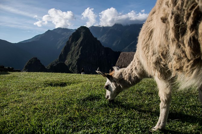 Day Trip to Machu Picchu by Train - Reviews and Ratings