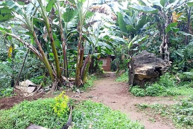 Day Trip to Materuni Waterfalls and Coffee Tour - Transportation Details