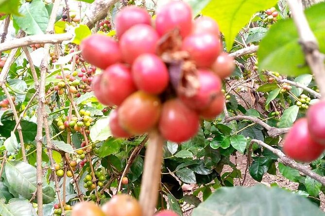 Day Trip to Materuni Waterfalls and Coffee Tour - Tips for Your Visit