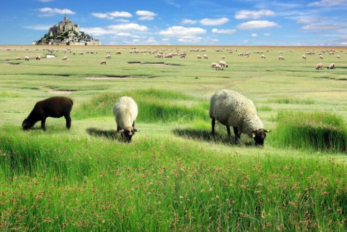 Day Trip to Mont-Saint-Michel From Paris - Frequently Asked Questions