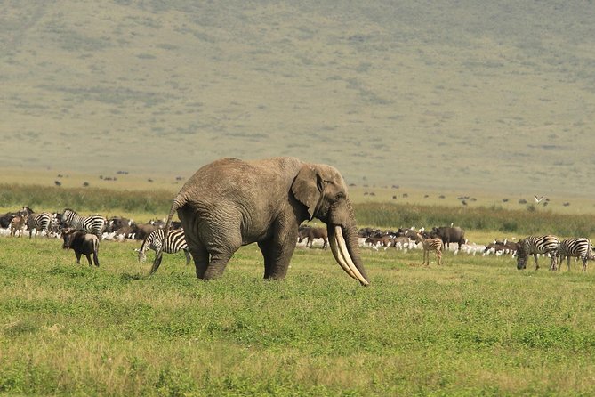 Day Trip to Ngorongoro Crater - Meeting and Pickup