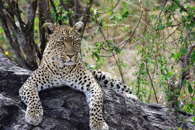 Day Trip to Ngorongoro Crater - Pricing and Booking