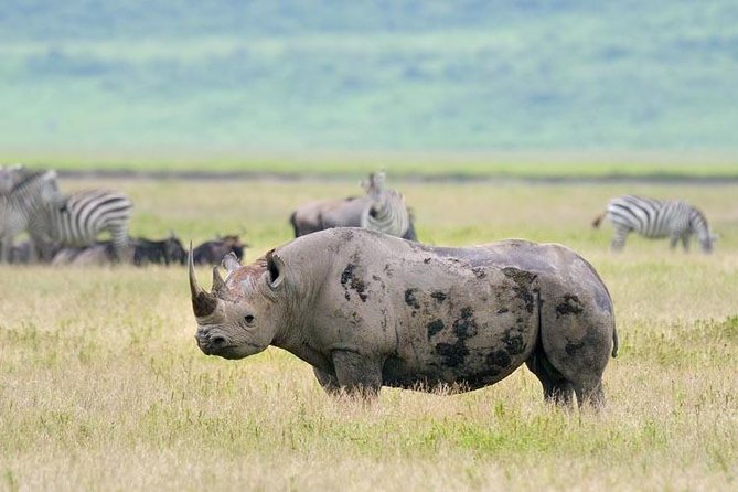 Day Trip to Ngorongoro Crater - Lunch and Refreshments