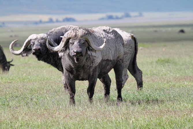 Day Trip to Ngorongoro Crater - Accessibility and Cancellation