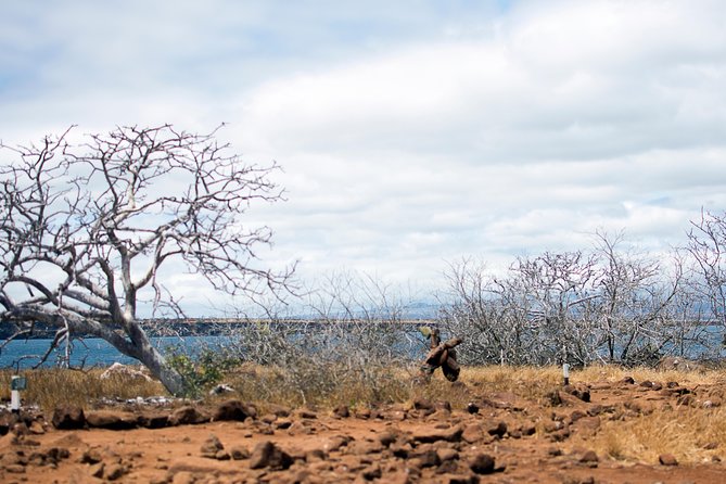 Day Trip to North Seymour Island From Puerto Ayora - Pickup and Transportation