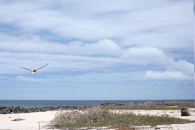 Day Trip to North Seymour Island From Puerto Ayora - Accessibility and Policies