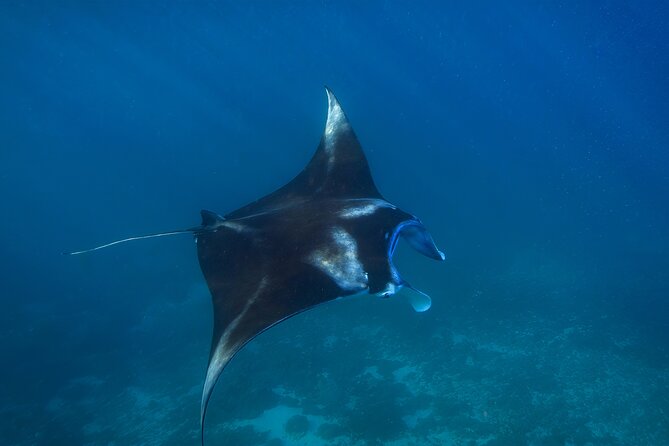 Day Trip to Nusa Penida: 4 Snorkeling, Manta Rays & Land Tour - Additional Information