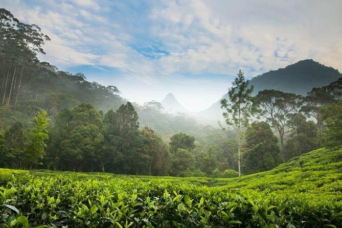 Day Trip to Nuwara Eliya with Kingfisher Tours - A Detailed Look at the Tour Experience