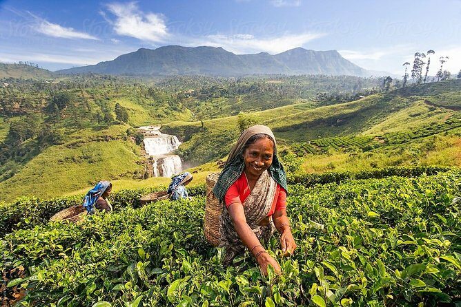 Day Trip to Nuwara Eliya with Kingfisher Tours - FAQ