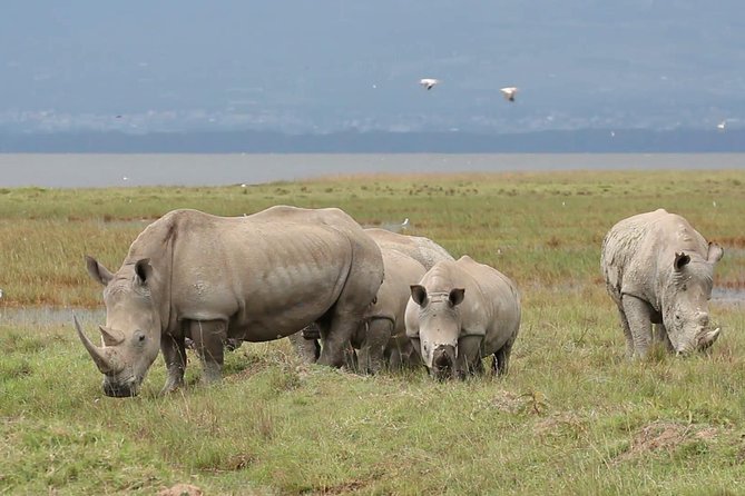 Day Trip to Ol Pejeta Conservancy From Nairobi - Feedback and Reviews