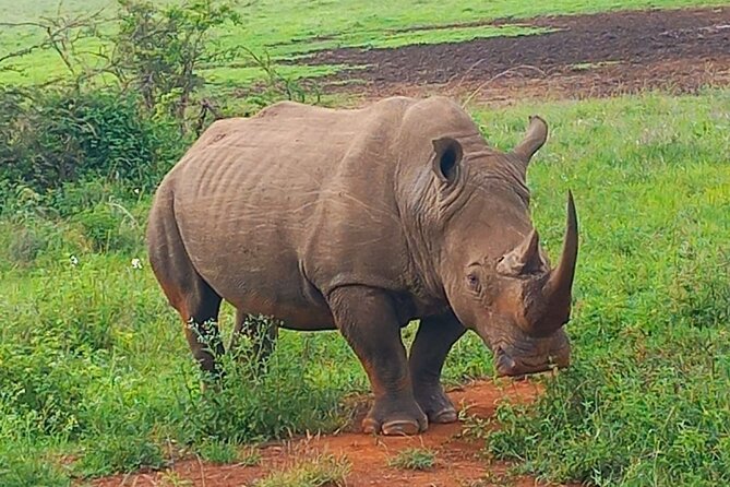 Day Trip To Ol Pejeta Conservancy Rhino And Chimpanzee Sanctuary - Key Points