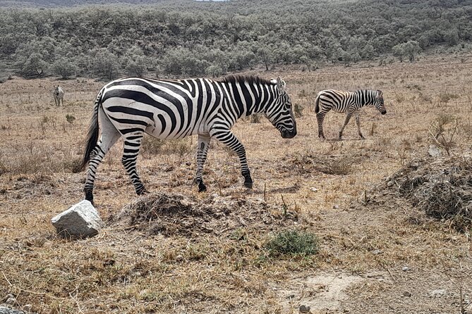 Day Trip To Ol Pejeta Conservancy Rhino And Chimpanzee Sanctuary - Pricing and Special Offers