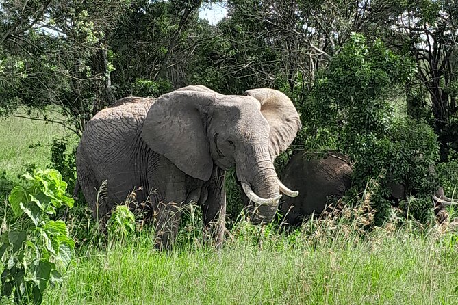 Day Trip To Ol Pejeta Conservancy Rhino And Chimpanzee Sanctuary - Visiting the Chimpanzee Enclosure