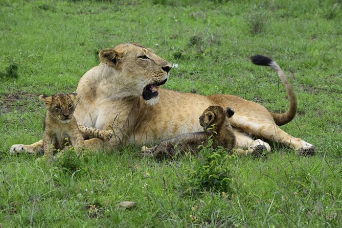 Day Trip To Ol Pejeta Conservancy Rhino And Chimpanzee Sanctuary - Transportation and Accessibility