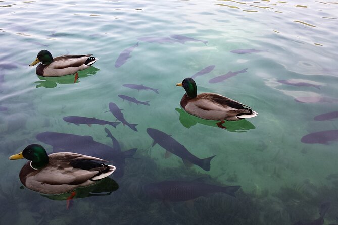 Day Trip to Plitvice Lakes National Park From Sibenik - Highlights and Attractions