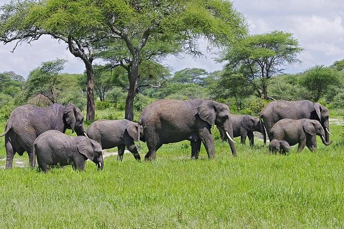 Day Trip to Selous (Nyerere) National Park Flying From Zanzibar - Wildlife Encounters