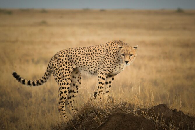 Day Trip to Selous (Nyerere) National Park Flying From Zanzibar - Professional Guiding