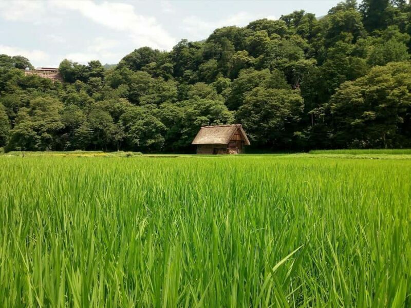 Day Trip to Shirakawago & Kanazawa - Final Thoughts: Who Is This Tour For?