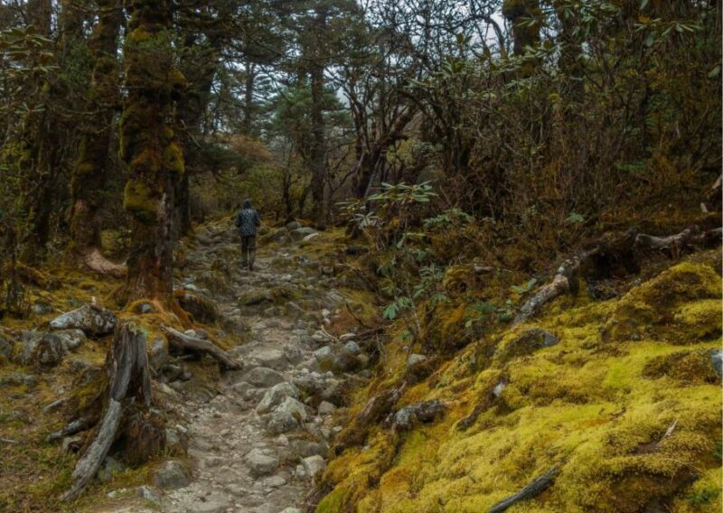 Day Trip to Singalila (Guided Private Sightseeing Tour) - Pickup Information